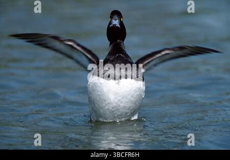 Canard touffeté, mâle, battant ses ailes, Hesse, canard touffeté (Aythya fuligula), mâle, battant ses ailes, animaux, oiseau, oiseaux, oies, canards, canards, germes Banque D'Images