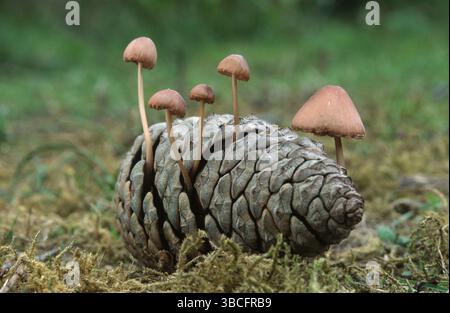 Mousetail sur cône, mousetail, mousetail Ruffle (Baeospora myosura) cône Ruffle, Belgique, Europe Banque D'Images