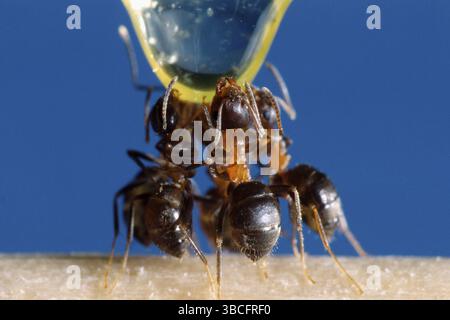 Fourmis noires communes (Lasius Niger), fourmis de jardin Banque D'Images