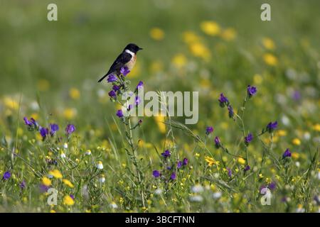 Commune Stonechat, mâle, Alentejo, Portugal (Saxicola torquata) Banque D'Images