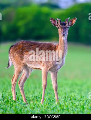 Cerf en jachère avec bois de velours Banque D'Images