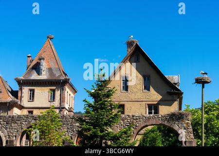 Nids de cigognes blanches dans le centre-ville de Munster. Munster est une commune française, située dans le département du Haut-Rhin, en Alsace. Banque D'Images