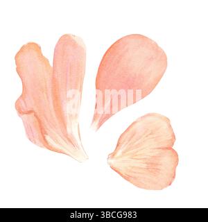 Trois pétales de pivoine rose doux illustration d'aquarelle sur un fond blanc. Art peint à la main pour invitations de mariage, emballage, étiquettes, branding Banque D'Images