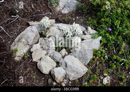 Fleurs d'Edelweiss poussant parmi les rochers sur la crête de Creasta Cocoșului, montagnes de Maramureș, Roumanie. Banque D'Images