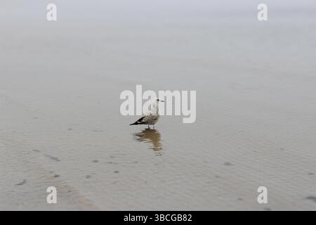 Une mouette juvénile solitaire se tient dans l'eau peu profonde près de la rive, son reflet reflétant sur le sable humide. Le ciel couvert et les couleurs sourdes Banque D'Images