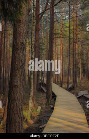 Une promenade en bois serpente à travers une forêt tranquille, entourée de grands pins et de bouleaux baignés de lumière chaude du soleil. Banque D'Images