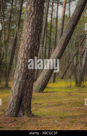 Pins penchés dans la forêt ensoleillée au début du printemps. Scène boisée tranquille avec une couverture de sol douce et une lumière naturelle brillante. Banque D'Images