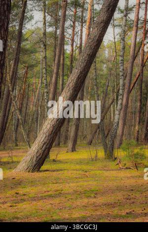 Pins penchés dans la forêt ensoleillée au début du printemps. Scène boisée tranquille avec une couverture de sol douce et une lumière naturelle brillante. Banque D'Images