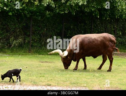 La femelle Ankole-Watusi (Bos taurus) pèle calmement au zoo de Sofia, Bulgarie, une race bovine africaine emblématique dans un enclos tranquille, en Europe de l'est, dans les Balkans Banque D'Images