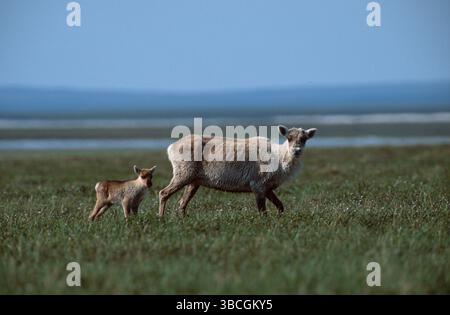 Renne (Rangifer tarandus), femelle avec veau, renne, femelle avec veau, vue latérale, côté Banque D'Images