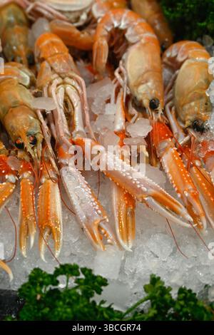 Langoustines crues fraîches sur poissonnières étals sur un marché alimentaire Banque D'Images
