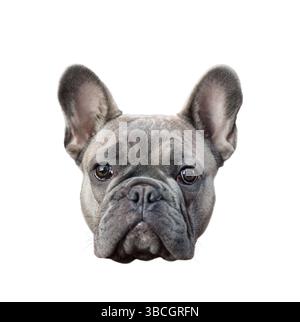 Une tête de chien Bulldog français gris isolé découpe sur blanc Banque D'Images