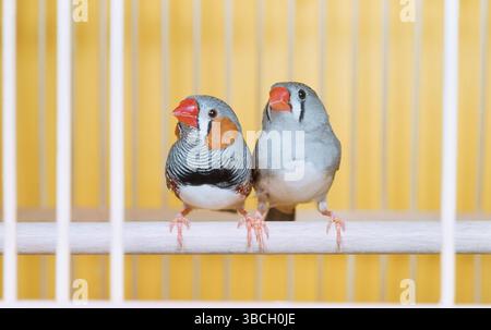 Pinsons zébrés (Taeniopygia guttata), paire en cage Banque D'Images