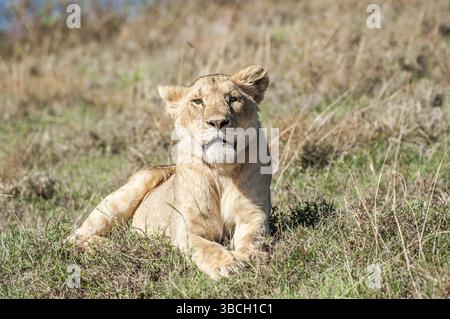 Un lion femelle se trouve dans l'herbe d'une colline du cratère Ngorongoro au petit matin, profitant du soleil Banque D'Images