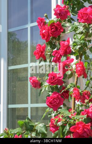 Rose grimpante rouge sur un treillis, avec une fenêtre de maison sur le fond Banque D'Images