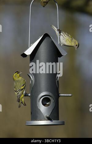 Paire de Siskins (Carduelis spinus) à la mangeoire, basse-Saxe, Allemagne, Europe Banque D'Images