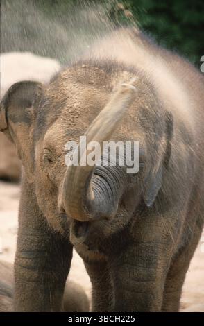 Jeune éléphant d'Asie, bain de poussière, éléphant d'Asie (Elephas maximus), jeune animal, bain de poussière Banque D'Images