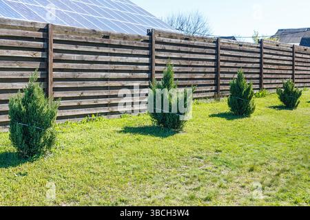 Une rangée de jeunes conifères borde une clôture en bois, avec des panneaux solaires et une végétation verte luxuriante en arrière-plan par une journée ensoleillée. Banque D'Images