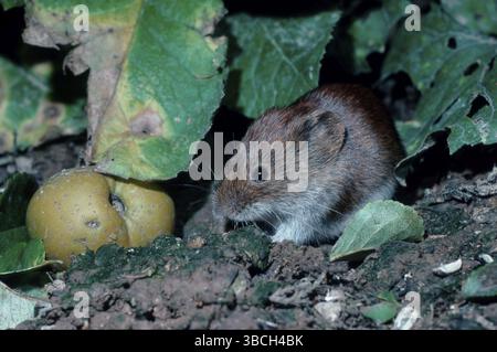Vole de banque (Clethrionomys glareolus), basse-Saxe, campagnard à dos rouge, basse-Saxe, campagnard des forêts, Allemagne, Europe Banque D'Images