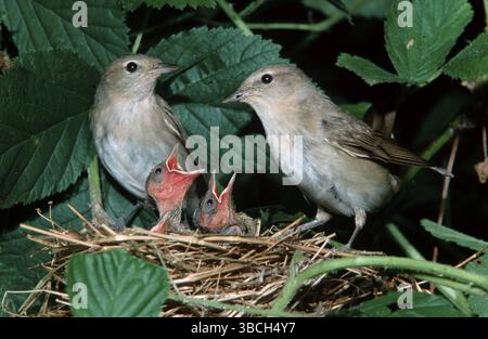 Paruline (Sylvia borin), couple avec poussins, basse-Saxe, Gartengrasmueckenpaar mit Kueken, Niedersachsen, Gartengrasmuecke, Tiere, animaux, Vogel Banque D'Images