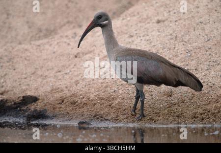 Hadada Ibis, parc national Kruger, Afrique du Sud (Hagedashia hagedash) Banque D'Images