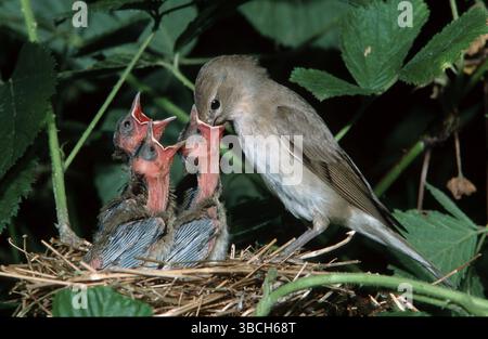 Paruline de jardin (Sylvia borin) se nourrissant avec des poussins, basse-Saxe, Paruline de jardin nourrissant des poussins, basse-Saxe, Paruline de jardin, animaux, oiseau, oiseaux chanteurs Banque D'Images