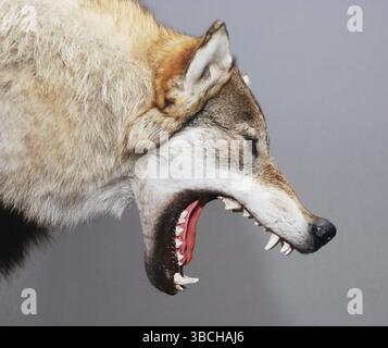 Tête de loup farcie avec bouche ouverte sur fond gris Banque D'Images