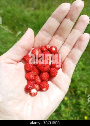 Fraises sauvages reposant dans un palmier ouvert Banque D'Images