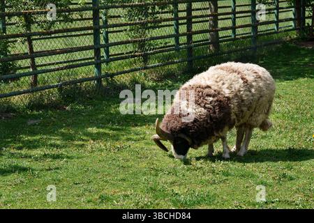 Un rare mouton à corne brun et blanc de Jacob avec une épaisse laine bouclée pèle paisiblement sur un champ verdoyant herbeux à l'intérieur d'une enceinte clôturée. Image pour les rubriques Banque D'Images