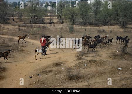 Vue sur la campagne et l'agriculture du Rajasthan depuis le train entre Sawai Madhopur et Jaipur Banque D'Images