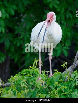 White Ibis, Eudocimus albus, Ocean City Rookery, New Jersey Banque D'Images