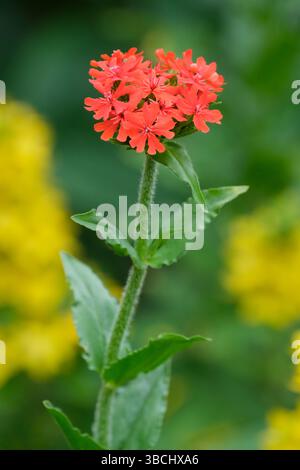Silene chalcedonica, croix maltaise, rose commune campion, fleurs rouge vif dans des têtes compactes et bombées Banque D'Images