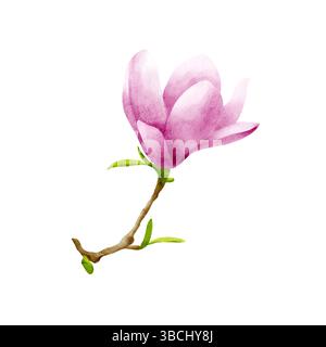 Fleur de magnolia rose sur une branche brune avec de minuscules feuilles vertes. Illustration d'aquarelle délicate dans le style botanique. Fleur réaliste dessinée à la main Banque D'Images