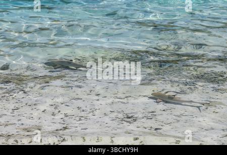Deux requins de récif à pointe noire (Carcharhinus melanopterus) nageant dans les eaux peu profondes à Cinnamon Dhonveli Resort, Malé, Maldives, Océan Indien Banque D'Images