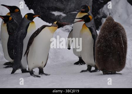 Pingouins dans le zoo d'Asahiyama, Hokkaido, Japon, Asie. Banque D'Images