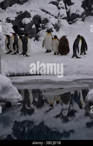 Pingouins dans le zoo d'Asahiyama, Hokkaido, Japon, Asie. Banque D'Images