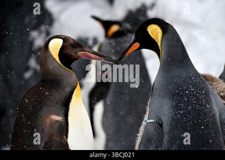 Pingouins dans le zoo d'Asahiyama, Hokkaido, Japon, Asie. Banque D'Images