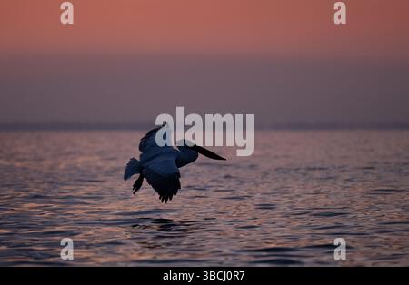 Pélican dalmatien (Pelecanus crispus) glissant bas au-dessus de l'eau calme à l'aube, silhouetté contre le lever du soleil, lac Kerkini, Grèce du Nord Banque D'Images