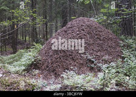Grande fourmilière dans la forêt d'épicéa horizontale Banque D'Images