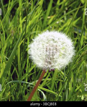 Une seule boule de graines de pissenlit en gros plan contre l'herbe verte de printemps Banque D'Images