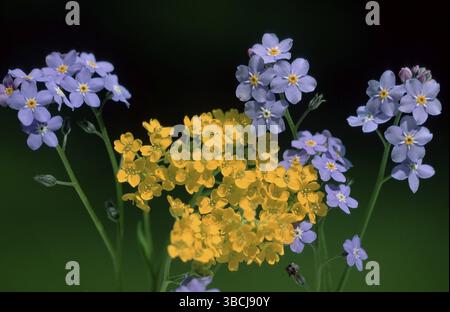 Bois Forgetmenot et Alyssum doré (Myosotis sylvatica) (Alyssum saxatile) Banque D'Images