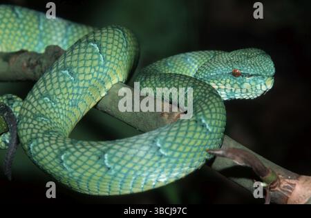 Vipère de la fosse de Wagler, Bornéo, Indonésie (Trimeresurus wagleri) (Tropidolaemus wagleri), Vipère de la palme de Wagler Banque D'Images