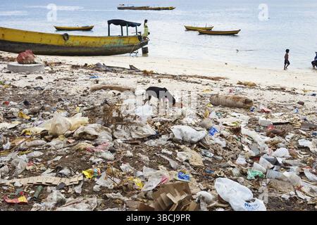 Recherche de chiens dans les ordures, îles Andaman, Inde, Asie Banque D'Images