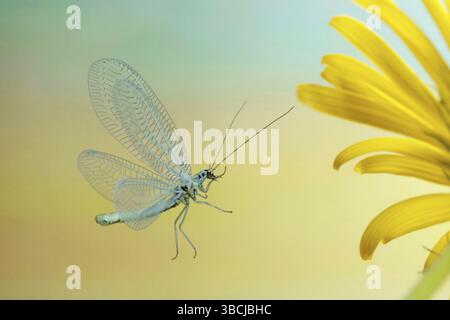Lacets nacrés (Chrysopa perla), oeil doré, latéral Banque D'Images