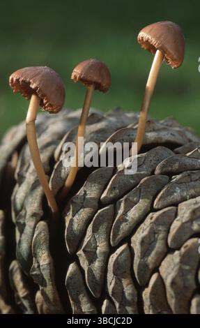 Mousetail sur cône, mousetail, mousetail Ruffle (Baeospora myosura) cône Ruffle, Belgique, Europe Banque D'Images