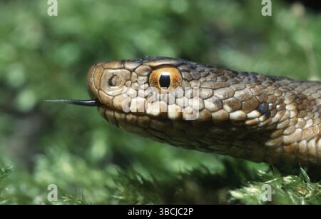 Adder (Vipera berus), scintillant sa langue Banque D'Images