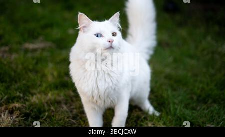 Chat blanc avec hétérochromie debout sur l'herbe. Banque D'Images