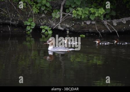Femelle Goosander (Mergus merganser) nageant de droite à gauche avec trois canetons en arrière-plan, prise sur une rivière UK au printemps Banque D'Images