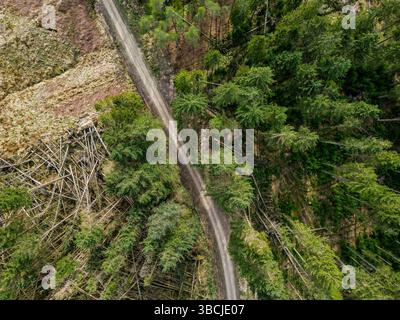Une vue plongeante d'une piste sinueuse à Kielder, au Royaume-Uni, entourée de grands pins et de parcelles d'herbe, offrant un paysage abstrait et organique qui Banque D'Images