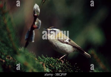 Firecrest (Regulus ignicapillus), mâle, chant, Summer goldcrest, mâle, chant, côté, côté goldcrest, goldcrest Banque D'Images